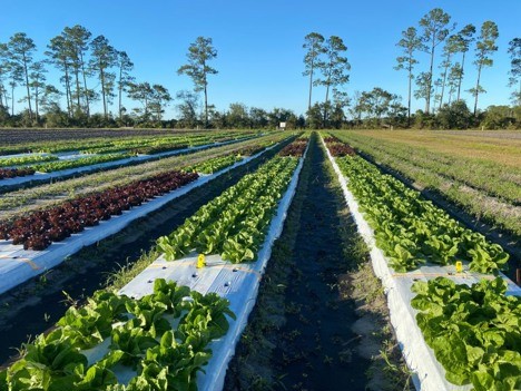 Florida lettuce industry expanding into new production systems
