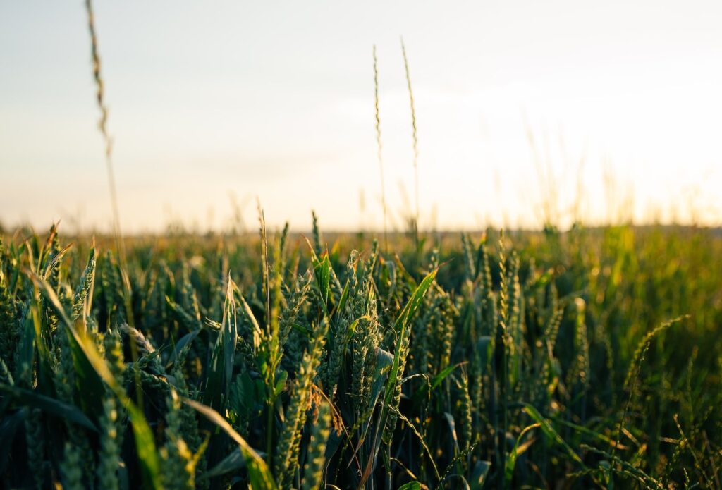 Seed company investing $1.2M to expand SC operations