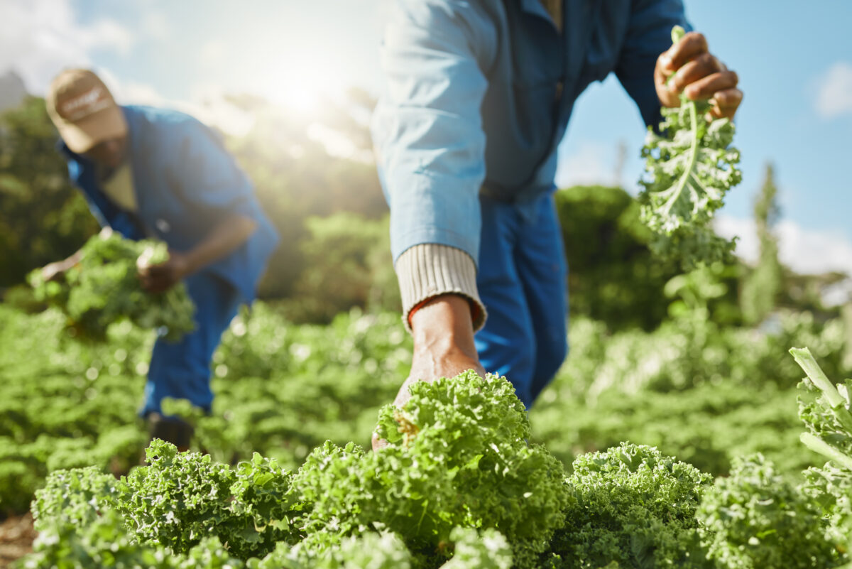 Workers harvest a leafy green vegetable