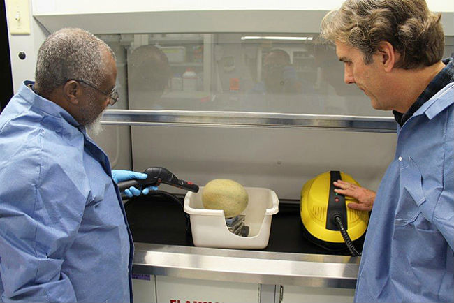 Steam effectively rids melons of bacteria