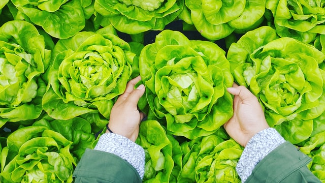 Berkeley Lights Inc. and Aanika Biosciences identify antimicrobial peptide to increase food safety