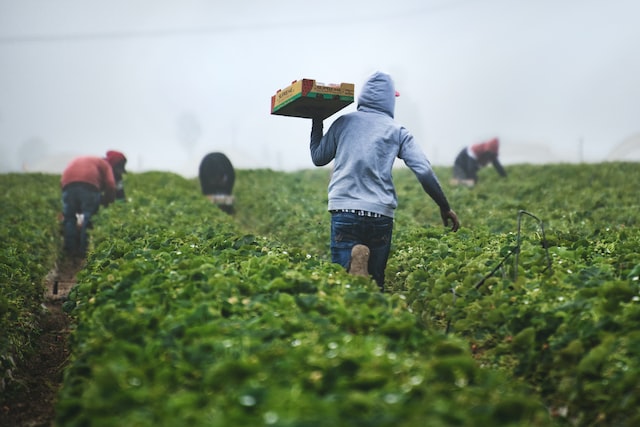 US produce industry’s return to pre-COVID employment, wages