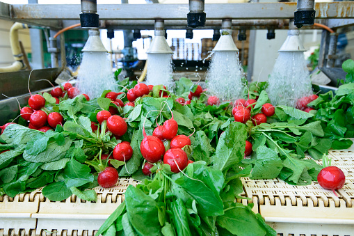 Penn State course to help food processors combat listeria