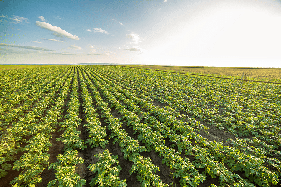 Green potato plants stretch under a blue sky