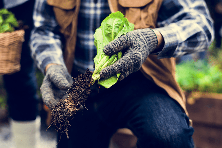 Securing Agriculture’s Workforce Act officially introduced in House