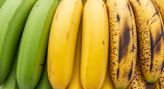 Closeup of bananas in stages of ripening from green to brown