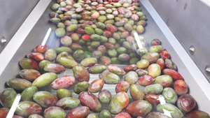 Produce sits in a water path on a production line