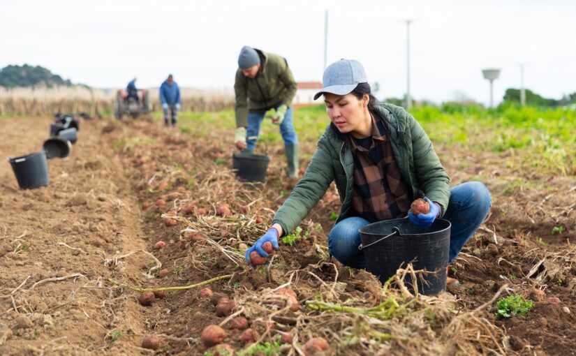 Workers harvest potatoes in a field